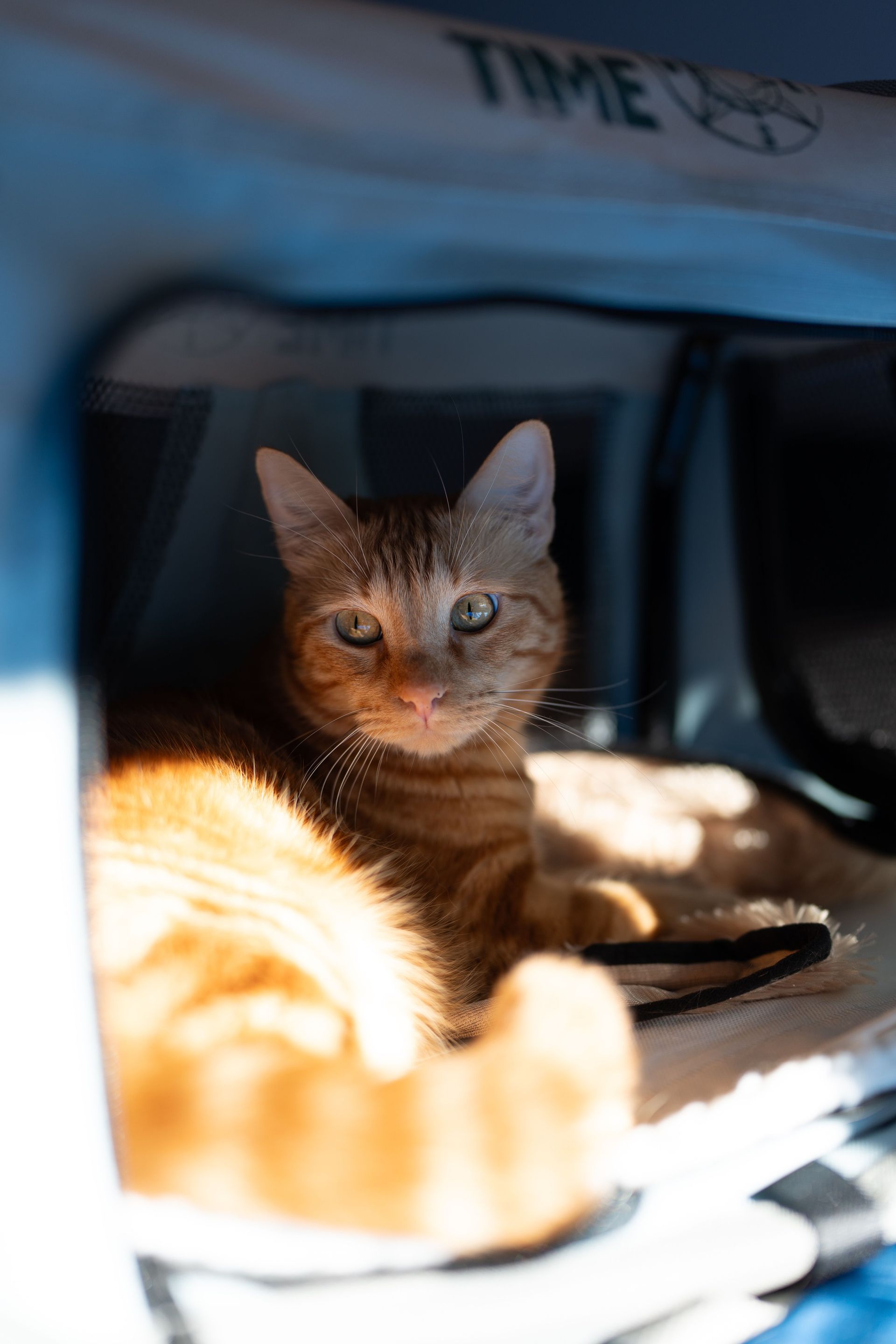 Tabby cat sitting inside a pet carrier, lit by sunlight, with an orange cat blurred in front