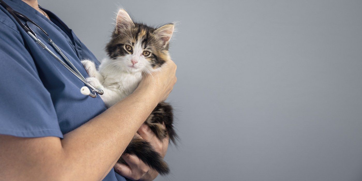 Nurse in blue scrubs holding a calico kitten against a gray background