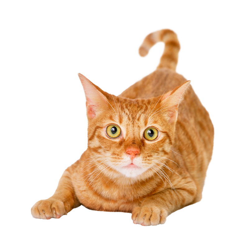 Orange tabby cat crouching on a white background, looking alert with wide eyes.