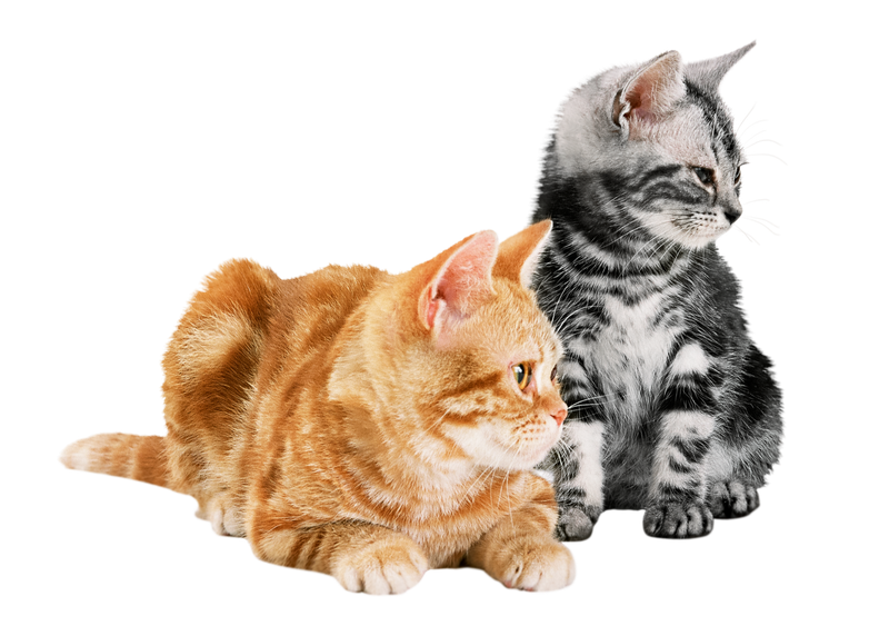 Orange tabby cat crouching on a white background, looking alert with wide eyes.