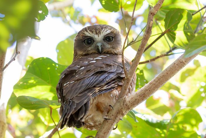 An owl is perched on a tree branch looking at the camera.