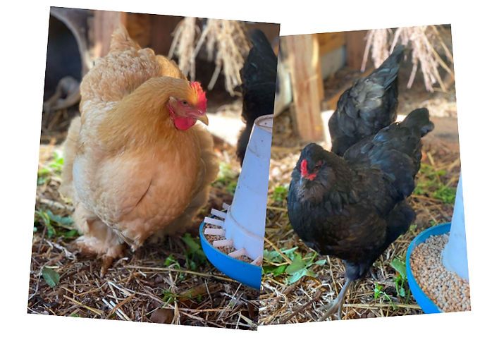 Two chickens are eating from a blue bowl on the ground