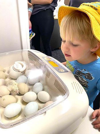 A young boy is looking at eggs in a incubator.