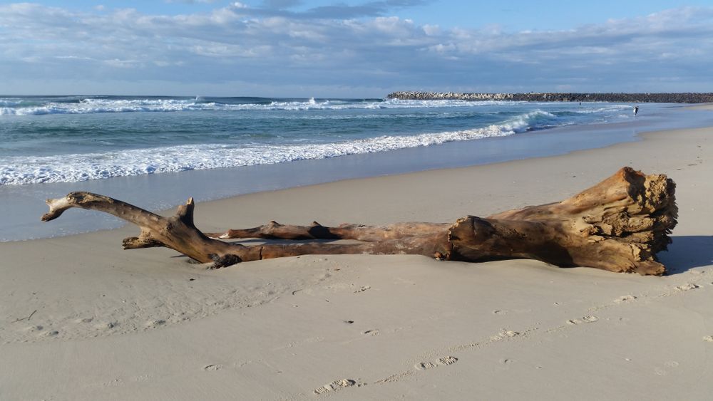 A Large Piece Of Driftwood Is Laying On The Beach Near The Ocean — Tweed Byron Recycling In Ballina, NSW