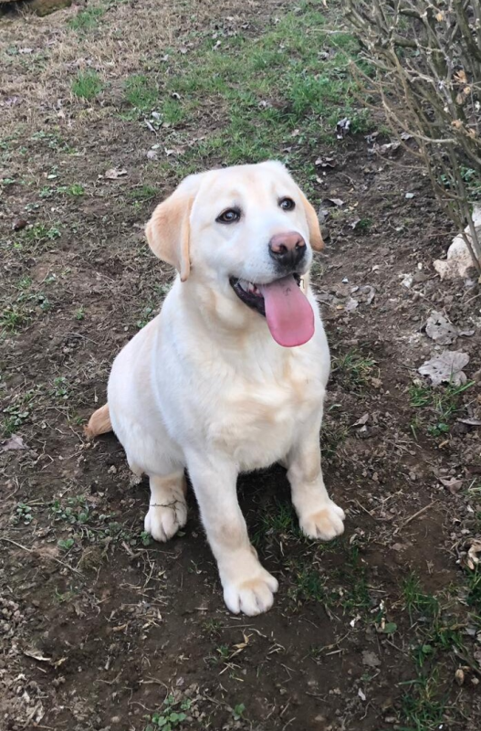 cane presso la struttura