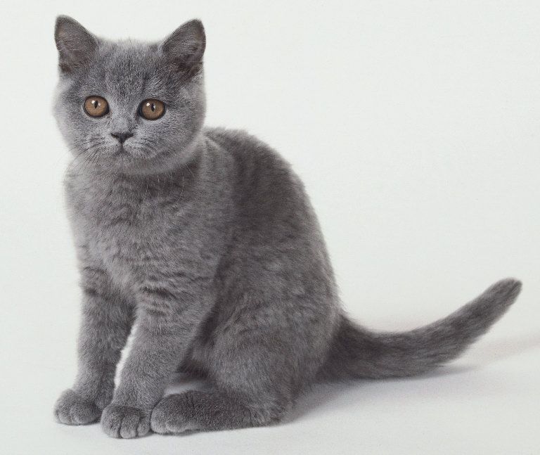 gatto