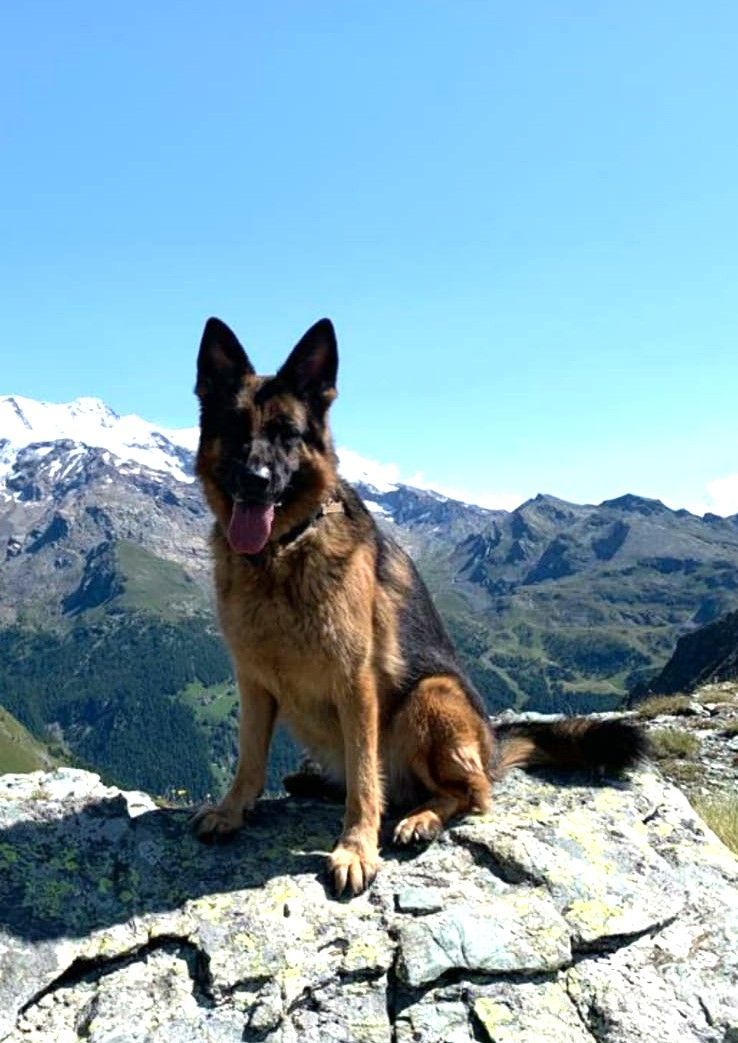 Un pastore tedesco è seduto su una sporgenza rocciosa di montagna, con cime innevate sullo sfondo, sotto un cielo azzurro e limpido.