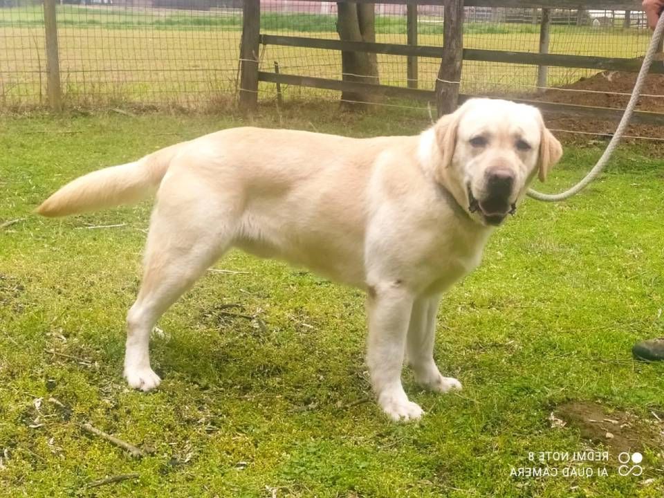 cane labrador