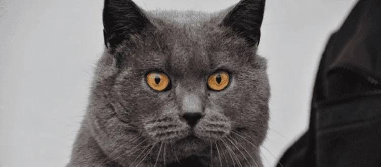 primo piano di un gatto scuro con occhi chiari
