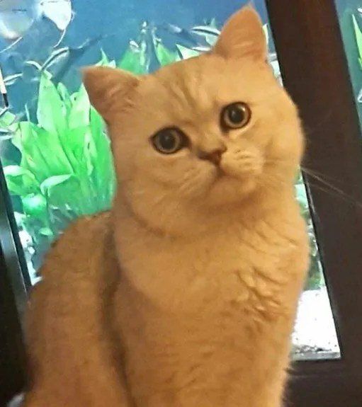 primo piano di un gatto