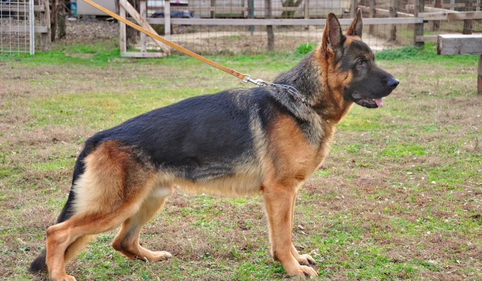 cane mentre corre
