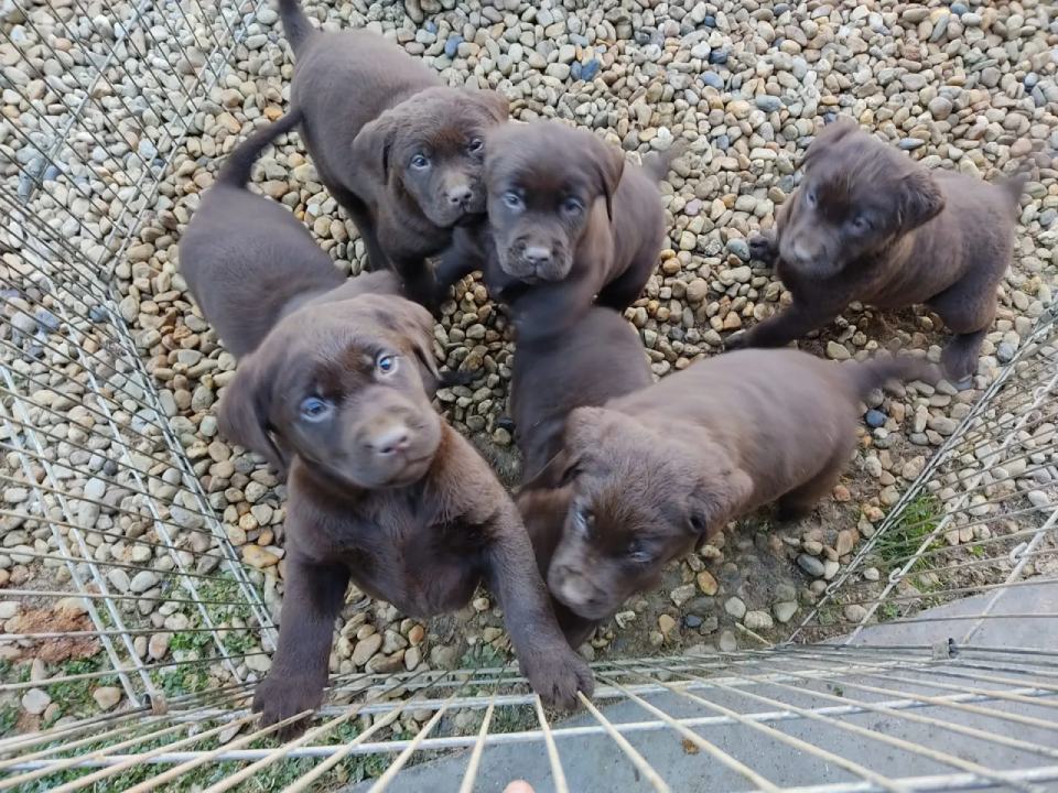cuccioli di cane