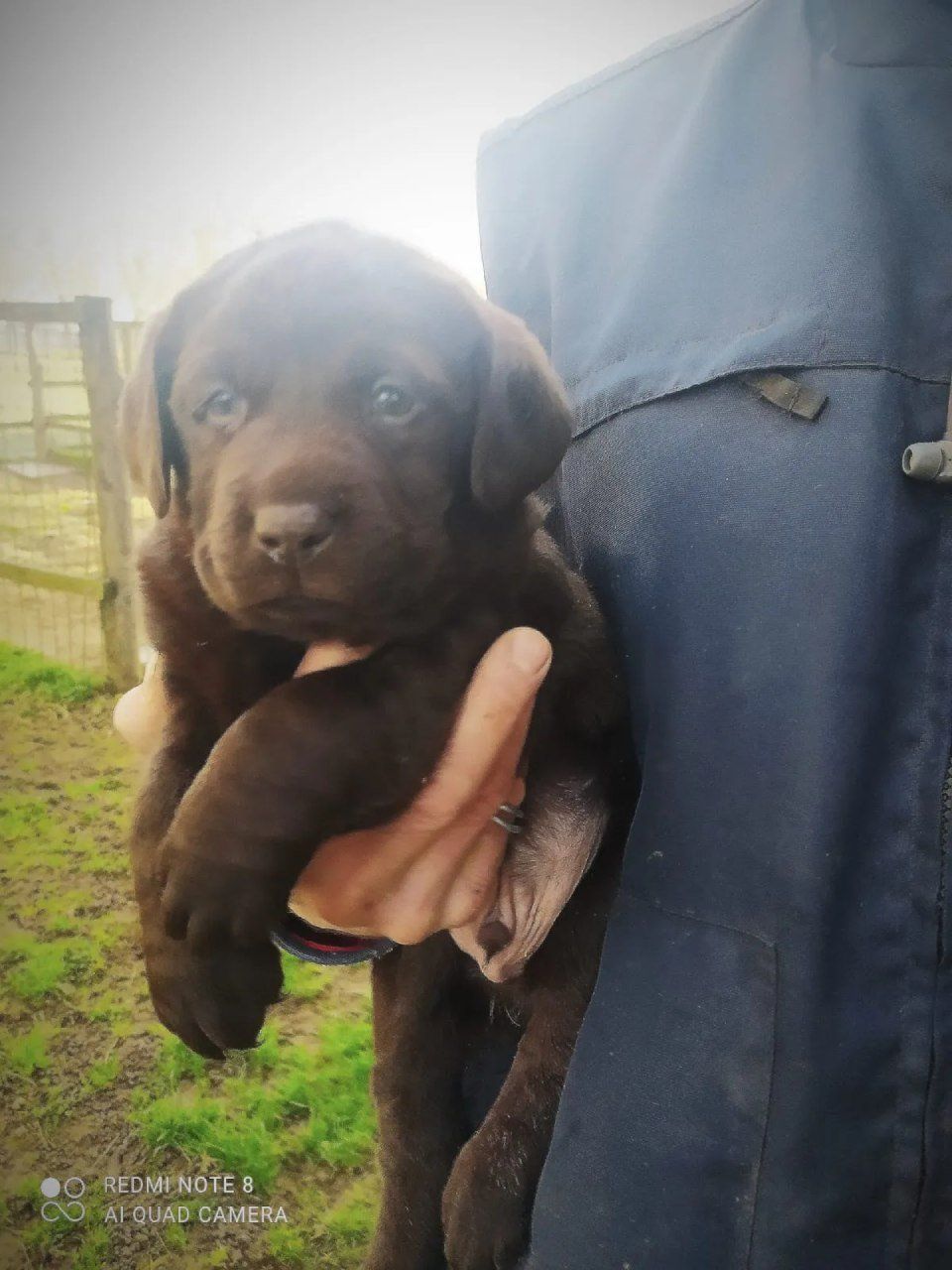 labrador retriever cioccolato