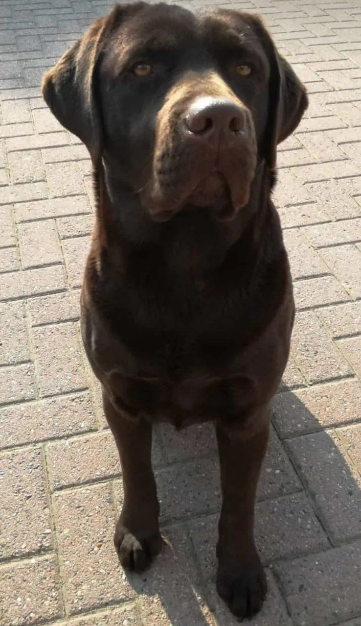 labrador in primo piano
