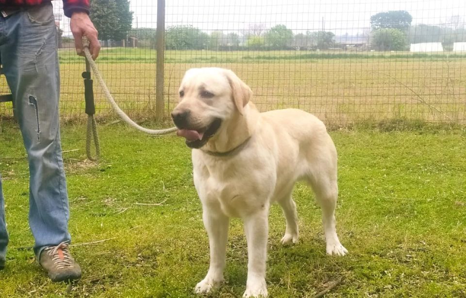 labrador retriever