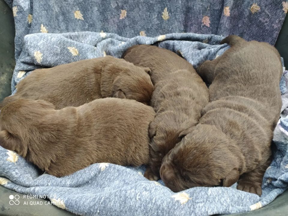 labrador appena nati