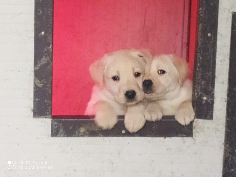 allevamento labrador torino