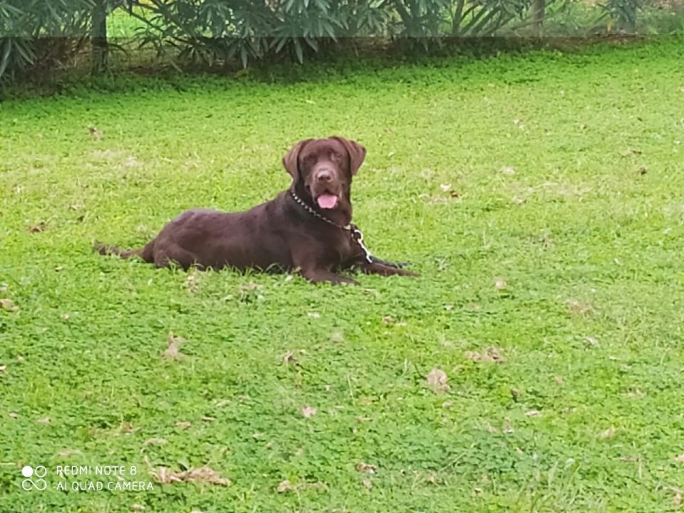allevamento labrador colore miele scuro
