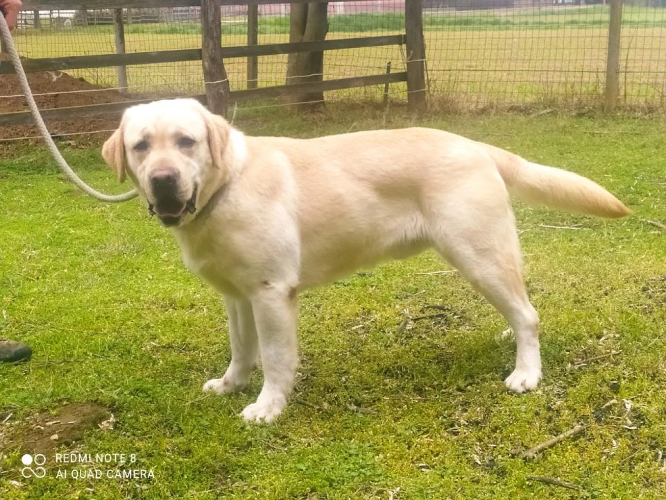allevamento labrador colore miele