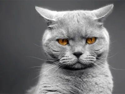 primo piano di un gatto certosino