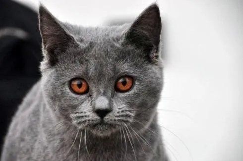 primo piano gatto certosino