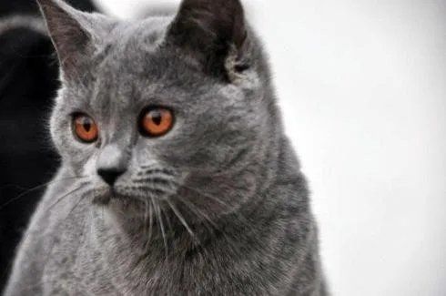 gatto certosino
