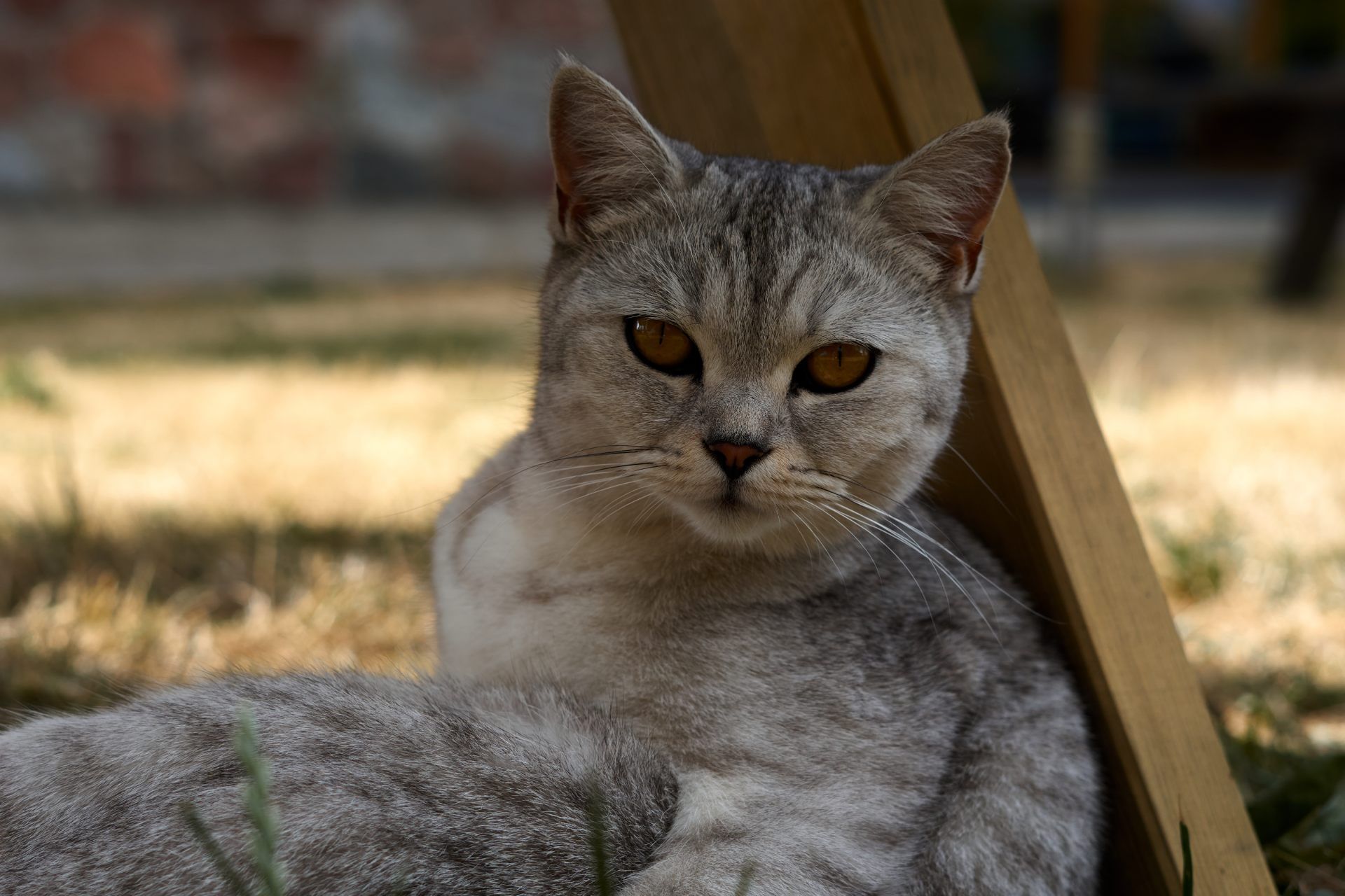 Un gatto soriano grigio-argento con sorprendenti occhi ambrati riposa contro un palo di legno in un'area esterna erbosa e soleggiata.