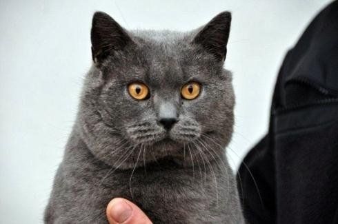 primo piano frontale di un gatto certosino