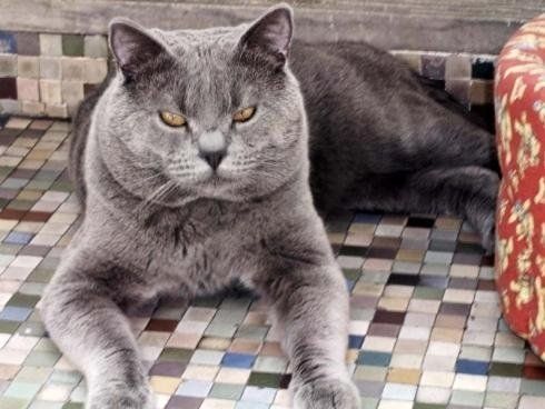 gatto certosino sdraiato a terra