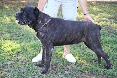cane di grossa taglia nero