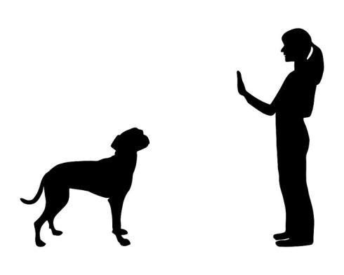 cane di grossa taglia nero durante seduta con istruttore