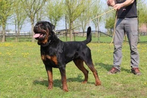 cane adulto durante il corso di addestramento