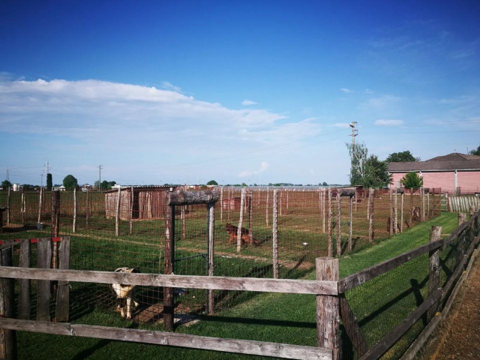 Una giornata limpida e soleggiata in un canile con recinti in legno e alcuni cani che riposano sull'erba.