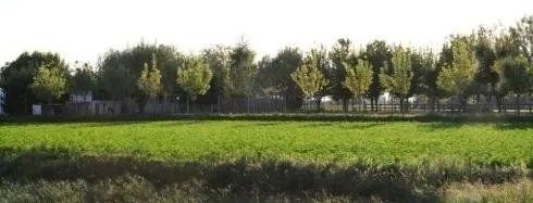 In primo piano un campo verde brillante, con una fila di alberi rigogliosi e frondosi sullo sfondo di un cielo limpido.