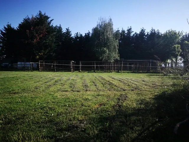 cani ospiti della pensione