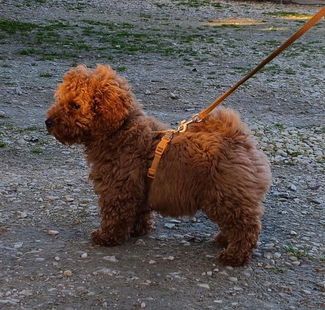 Un cucciolo soffice, di colore marrone rossiccio, con tanto di pettorina e guinzaglio, si trova su un sentiero di ghiaia.