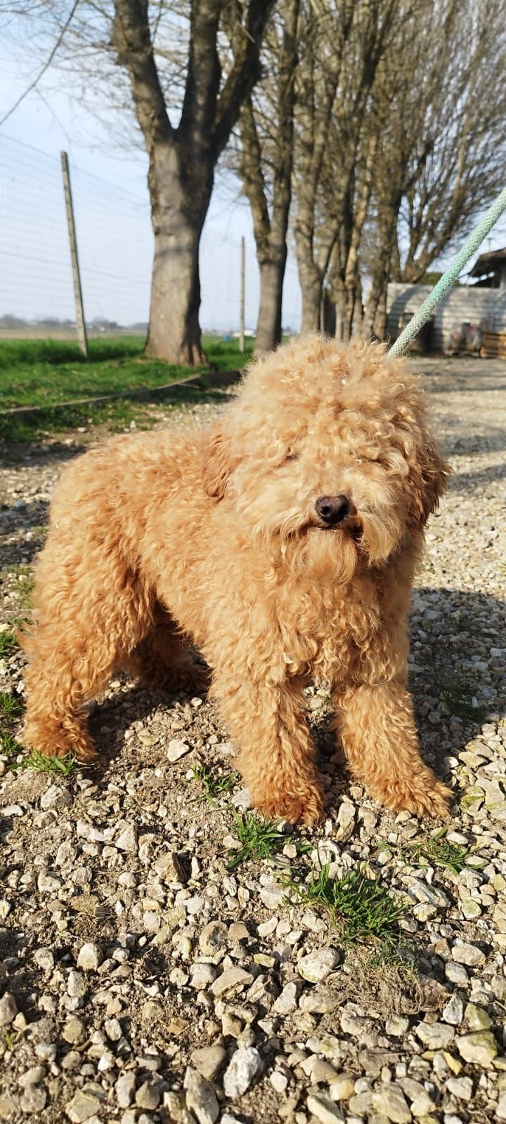 In una giornata di sole, un cane dal pelo marrone chiaro e riccio si trova su un sentiero di ghiaia di fronte a una fila di alberi.