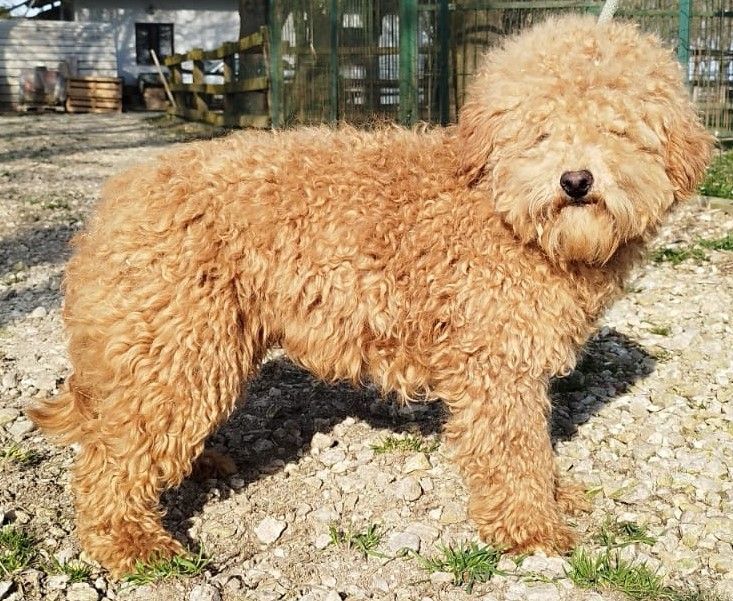 Un soffice Goldendoodle color marrone chiaro in piedi su un sentiero di ghiaia all'aperto.