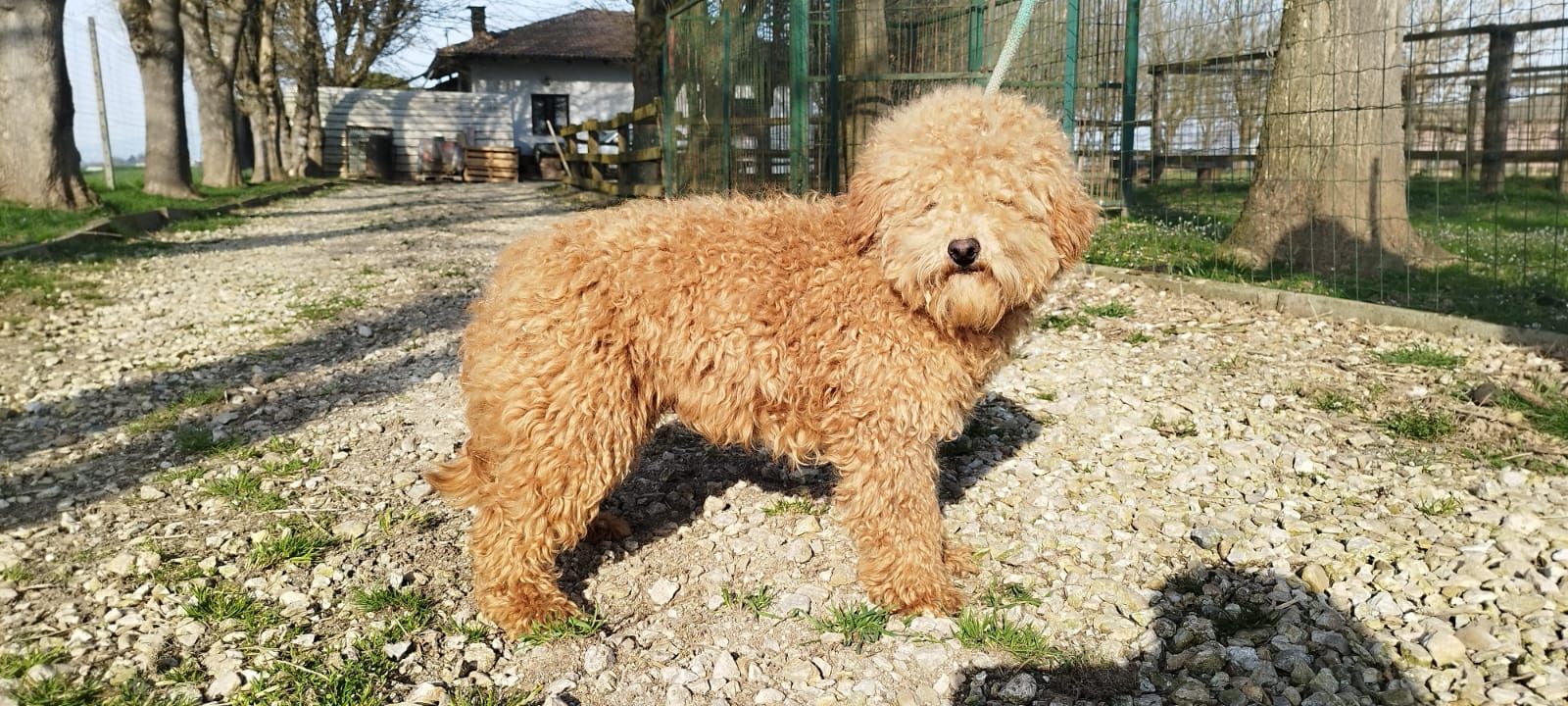 cane di grossa taglia