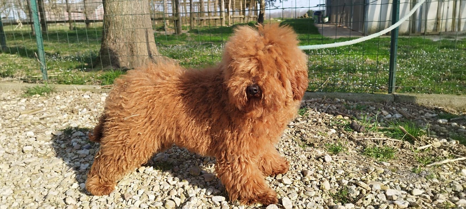Un piccolo cucciolo dal pelo riccio e dal colore bruno-rossastro, in piedi su un sentiero di ghiaia all'aperto.