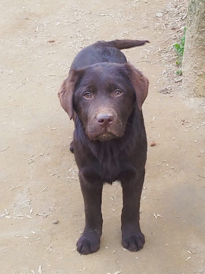labrador con istruttore