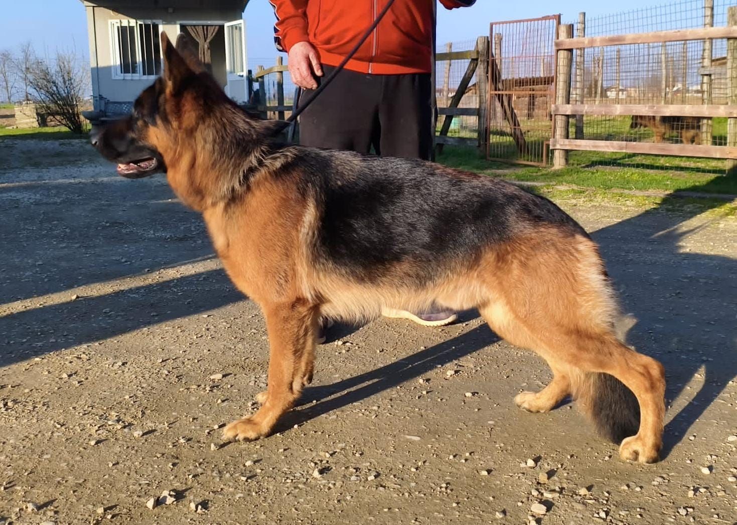 Un pastore tedesco di profilo su un sentiero di ghiaia, tenuto al guinzaglio da un addestratore con una maglietta arancione, vicino a una recinzione di legno.