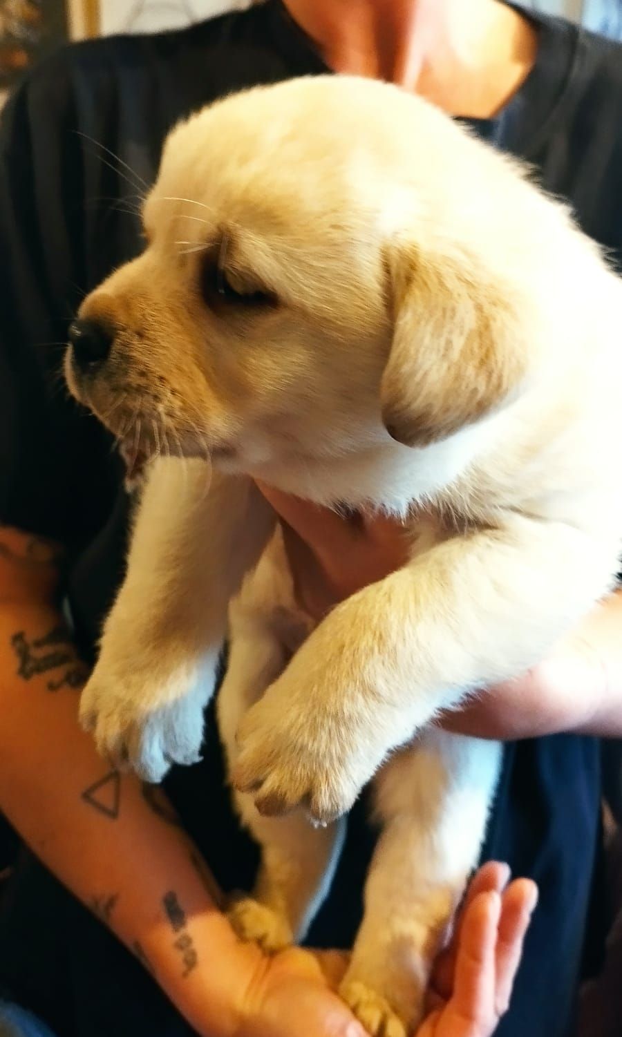 allevamento labrador piemonte