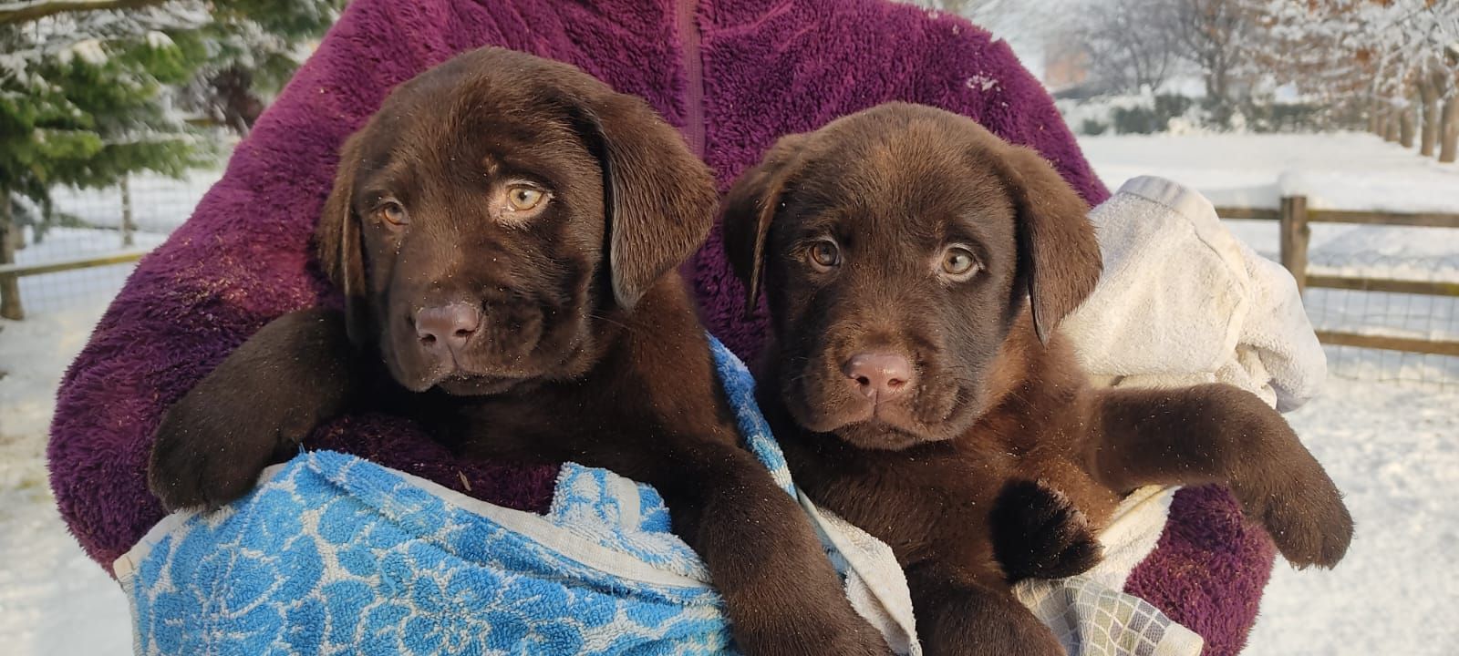 Due cuccioli di Labrador color cioccolato avvolti in coperte, tenuti in braccio da una persona all'aperto in un ambiente innevato.