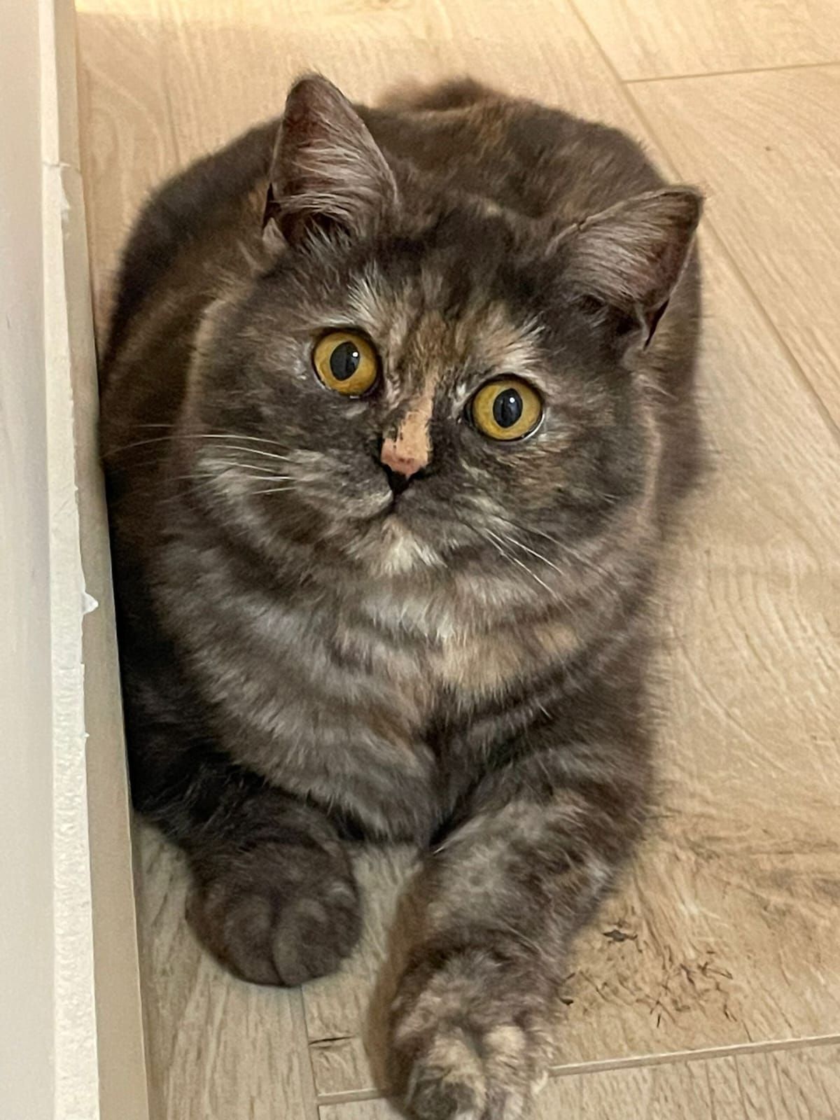 Un gatto dal pelo folto, grigio e marrone tartarugato, con occhi giallo brillante, è seduto su un pavimento di legno chiaro e guarda verso l'alto.