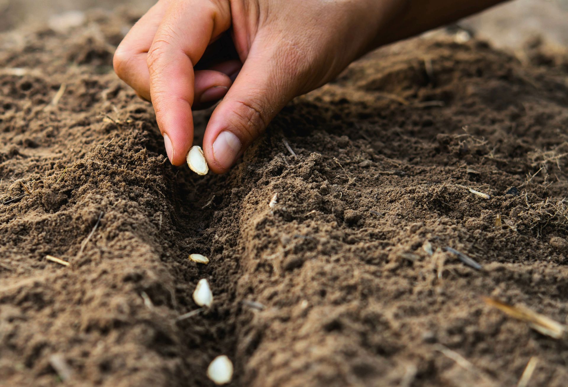 Hand planting seeds in a furrowed garden bed.