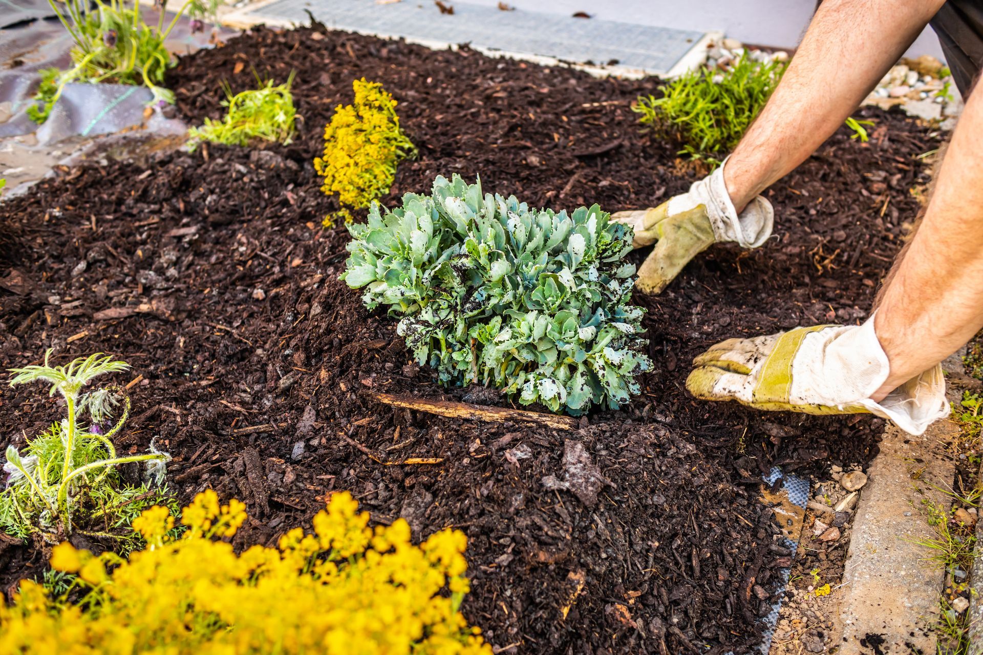 Hands wearing work gloves planting a silver-green plant in dark, mulched garden bed.