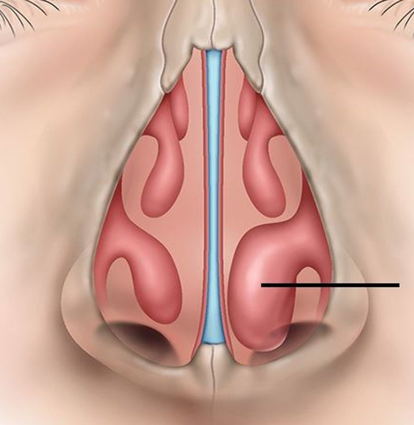 Anatomisk illustration af næsepassager, der viser indersiden af ​​en næse.