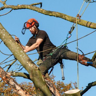 Tree surgeon