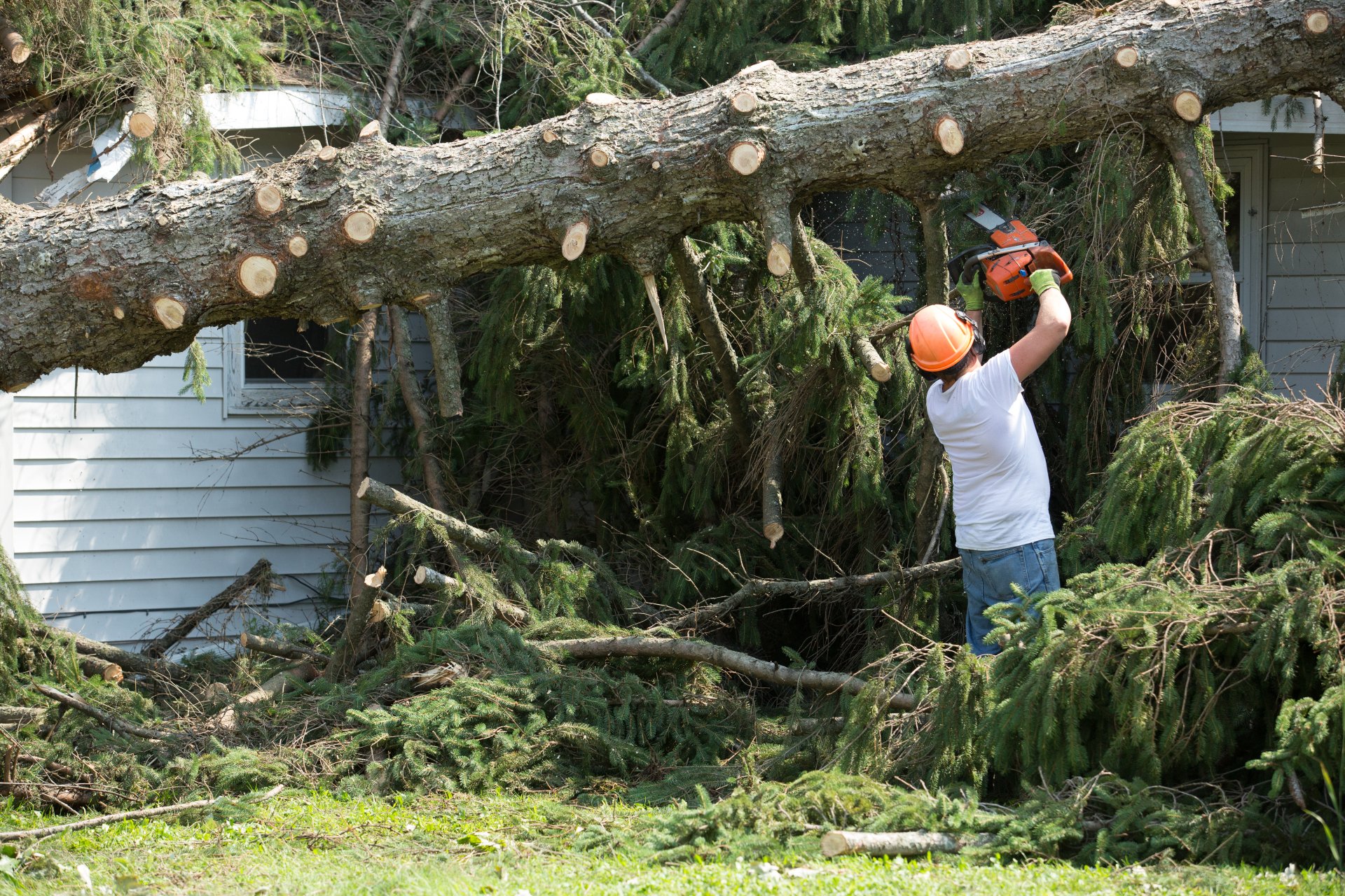 Picture of DELMAR || Storm & Emergency Tree Services